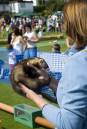 Ferret-Races.jpg