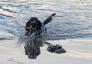Fetch_2.jpg