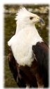 Fish_Eagle.jpg