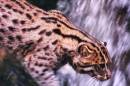 FisherCat.jpg