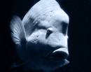 Fishy.jpg