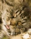 Flake_asleep.jpg
