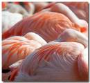 Flamingo.jpg