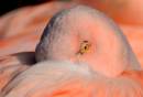 Flamingo2.jpg