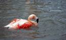 Flamingo_bathtime.jpg