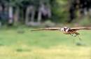 Flight_Training.jpg
