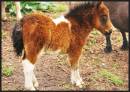 Foal-2-.jpg