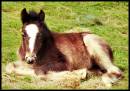 Foal.jpg