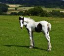 Foal_3_Aug_15.jpg