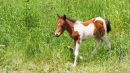 Foal_June_19.jpg