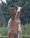 Foals200707-011a.jpg