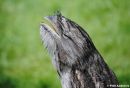 Frogmouth_Owl_1.jpg