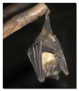 Fruit_Bat.jpg