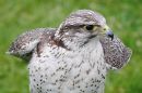 GYR_FALCON_18.jpg