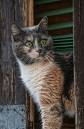 Gatto_di_Venezia.jpg