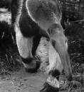GiantAnteaterrunningblackandwhite.jpg