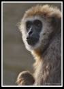 Gibbon.jpg