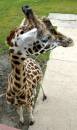 Giraffe_0247.jpg