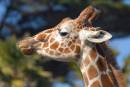 Giraffeglamour.jpg