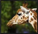 Girraffe-Head-02.jpg