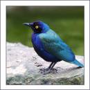 Glossy-Starling.jpg