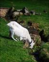 Goat_Eating.jpg