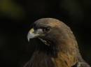 GoldenEagle2sm.jpg