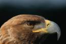 GoldenEaglePortrait.jpg