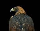 Golden_Eagle_3591_10x8.jpg