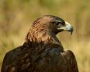 Golden_Eagle_3790_10x8_2.jpg