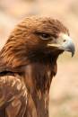 Golden_Eagle_Portrait.jpg