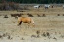 Golden_Palomino_web1000_ARC_0786.jpg