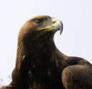 Goldeneagle240405-005.jpg