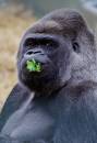 Gorilla1.jpg