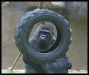 Gorilla_Resized.jpg