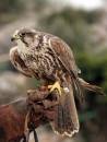 Goshawk_On_Glove.jpg