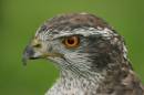 Goshawk_Portrait.jpg