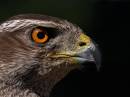 Goshawk_world.jpg