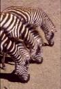 Grazing_Zebra.jpg