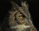 GreatHornedOwl1.jpg