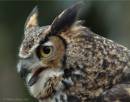 Great_Horned_Owl_DSCF3826.jpg