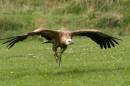 Griffon_vulture_3.jpg