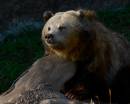 GrizzlyChristmas06.jpg