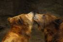 GrizzlyLoveAffair.jpg
