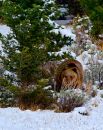 Grizzly_6308_8x10_web.jpg