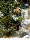 Grizzly_6329_8x10_web.jpg