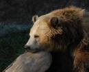 Grizzlycropped.jpg