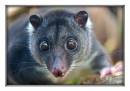 Ground-Cuscus.jpg