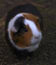 GuineaPig1.jpg