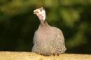 Guinea_Fowl.jpg